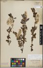 Foto von Salix glauca L. x Salix phylicifolia L.